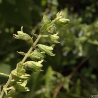 Teucrium heynei V.S.Kumar & Chakrab.